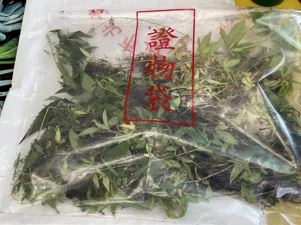 自稱農夫網路賣盆栽 植株竟是大麻二級毒品