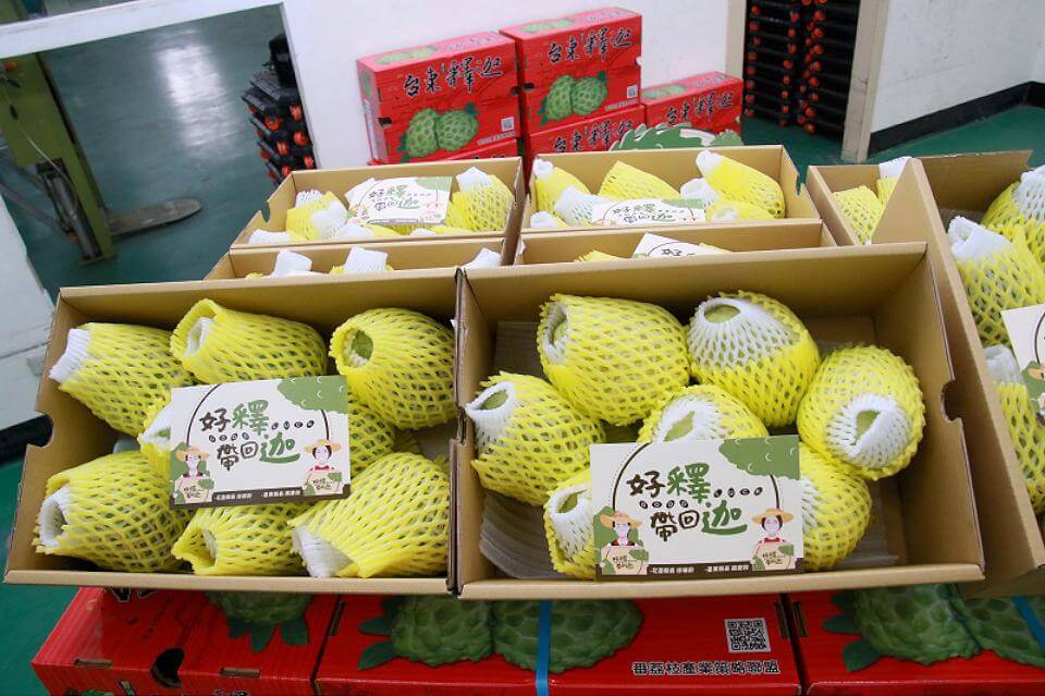 台東鳳梨釋迦重新叩關成功 年底再銷中國大陸